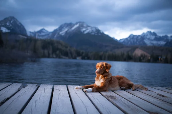 Hond Bergen Meer Houten Brug Avond Uitzicht Reizen Met Huisdieren — Stockfoto