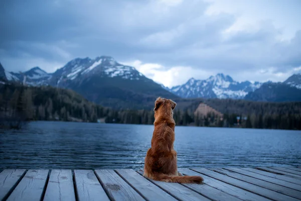 山の湖で犬 木製の橋 自然の中でペットと一緒に旅行 ノバスコシアダックトロールレトリバー — ストック写真