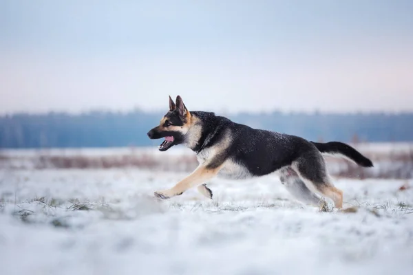 Cane Inverno Nella Neve Est Europeo Pastore Gioca Correndo Nella — Foto Stock
