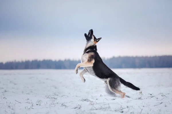Σκύλος Χειμώνα Στο Χιόνι Ανατολικοευρωπαίος Βοσκός Παίζει Τρέχει Στη Φύση — Φωτογραφία Αρχείου