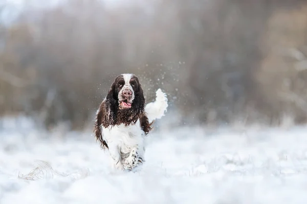 Cane Inverno Nella Neve Springer Spaniel Runs Gioca Natura All — Foto Stock