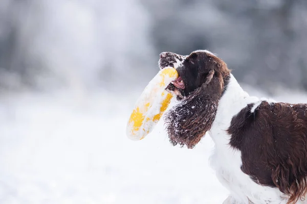 Hund Winter Schnee Springerspaniel Läuft Spielt Der Natur Freien — Stockfoto