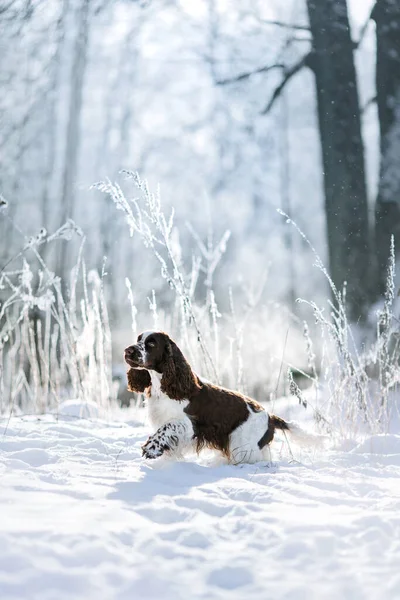 Собака Зимой Снегу Рибери Играет Природе Свежем Воздухе — стоковое фото