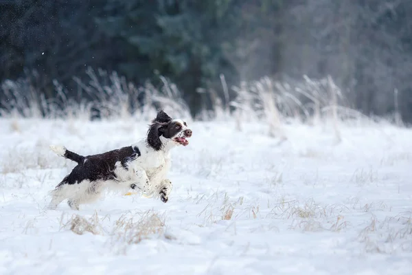 Cane Inverno Nella Neve Springer Spaniel Runs Gioca Natura All — Foto Stock
