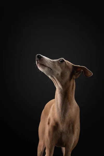 Cão Fundo Preto Red Italiano Galgo Foto Arte Animal Estimação — Fotografia de Stock