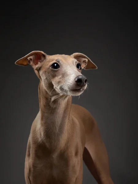 Dog Black Background Red Italian Greyhound Art Photo Pet Studio — Stock Photo, Image