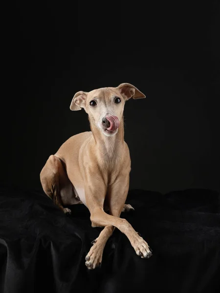 Pes Černém Pozadí Red Italský Greyhound Umělecká Fotografie Domácího Mazlíčka — Stock fotografie