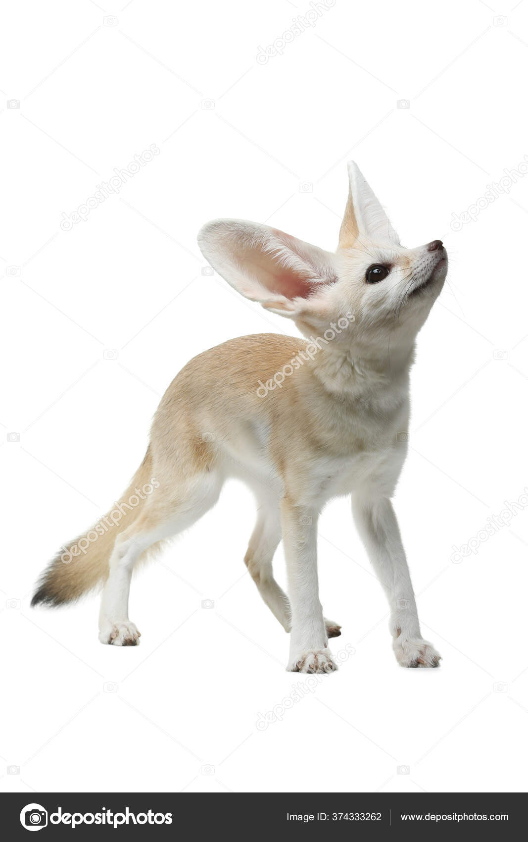 Canids of the World Wolves, Wild Dogs, Foxes, Jackals, Coyotes, and Their  Relatives - introduction, image size:1067x1700