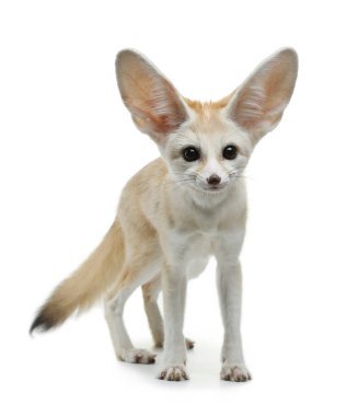 Stüdyoda beyaz arka planda genç Fennec Fox