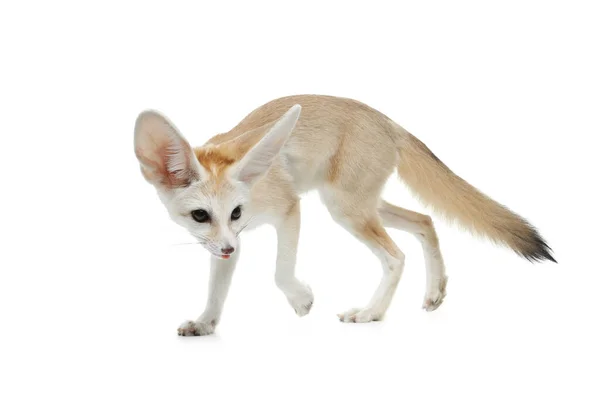 Giovane Volpe Fennec Sfondo Bianco Studio — Foto Stock