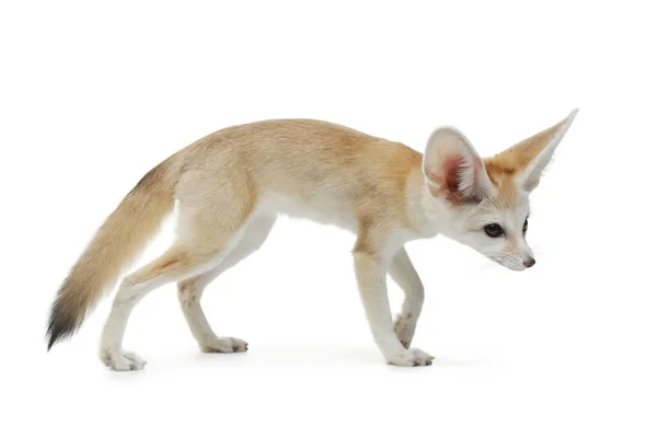 Giovane Volpe Fennec Sfondo Bianco Studio — Foto Stock