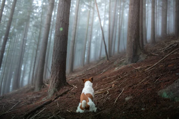 Cão Uma Floresta Nebulosa Animal Estimação Natureza Rjack Russell Terrier — Fotografia de Stock