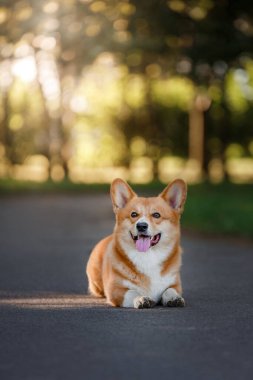 Parkta doğadaki köpek. Galli Corgi Pembroke. Evcil hayvan.
