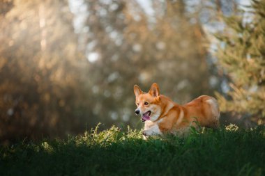 Parkta doğadaki köpek. Galli Corgi Pembroke. Evcil hayvan.