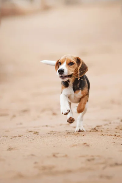 Hund Naturen Parken Beagle Valp Sällskapsdjur Promenad — Stockfoto