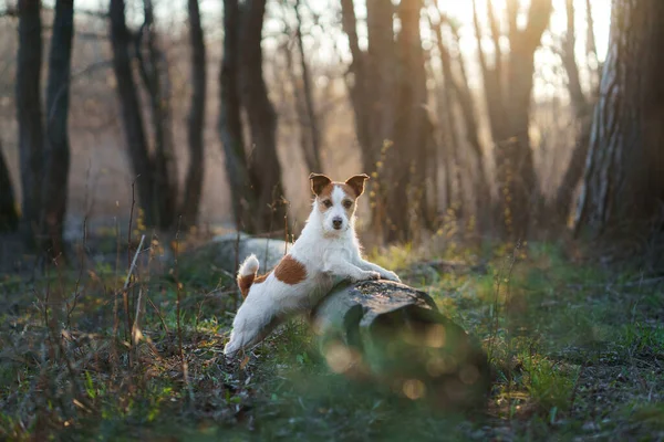 Kutya Erdőben Jack Russell Terrier Fából Követem Természetet Állatok Pihentetése — Stock Fotó