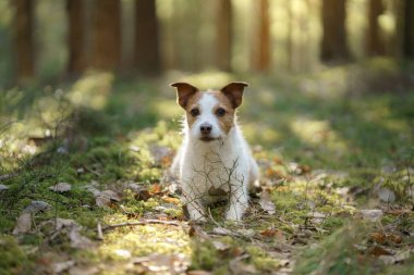 Ormandaki köpek. Jack Russell Terrier çimlerde. Doğada iz sürmek. Hayvan istirahati