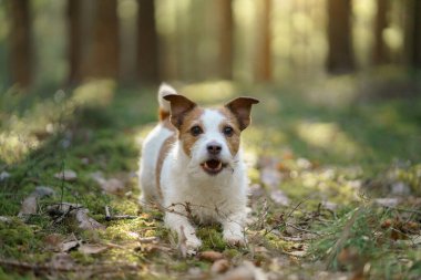 Ormandaki köpek. Jack Russell Terrier çimlerde. Doğada iz sürmek. Hayvan istirahati