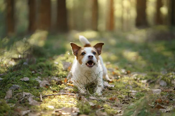 Cão Floresta Jack Russell Terrier Relva Localizar Natureza Descanso Animal — Fotografia de Stock