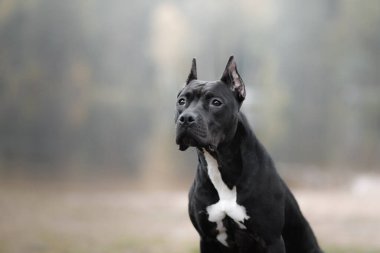 Kara köpek doğayla iç içe. Aktif pitbull teriyeri. Atletik, sağlıklı bir hayvan.