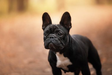 Parkta doğadaki köpek. Siyah İngiliz Bulldog 'u. Sonbaharda yürüyüşe çıkarız, sarı yapraklarla.