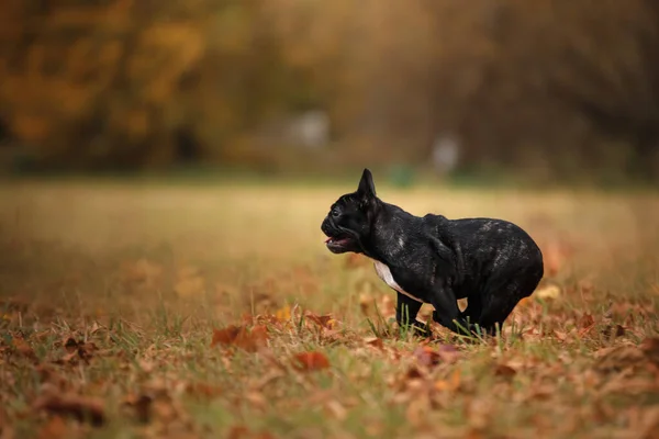 Hond Natuur Het Park Zwarte Engelse Bulldog Pet Voor Een — Stockfoto