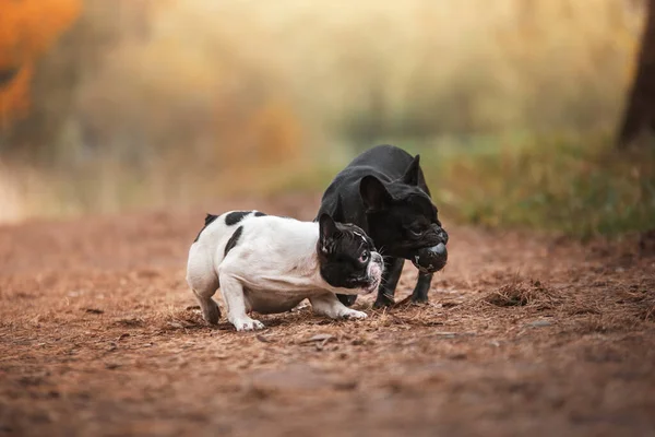 Perro Naturaleza Parque Bulldog Inglés Negro Mascota Para Paseo Otoño —  Fotos de Stock