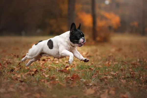 Pies Łonie Natury Parku Czarny Angielski Buldog Pet Spacer Jesienią — Zdjęcie stockowe