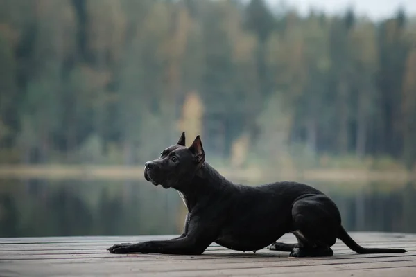 Černý Pes Běhá Přírodě Aktivní Pitbulteriér Dřevěném Mostě Jezera Sportovní — Stock fotografie
