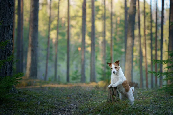 Hund Wald Jack Russell Terrier Waldnähe Spurensuche Der Natur Haustierruhe — Stockfoto