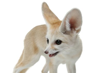 Stüdyoda beyaz arka planda genç Fennec Fox