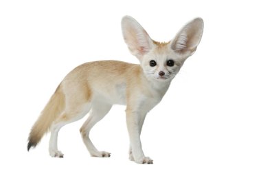 Stüdyoda beyaz arka planda genç Fennec Fox