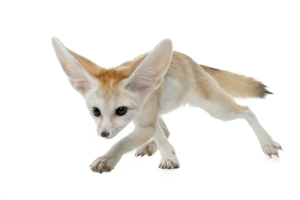 Fiatal Fennec Róka Egy Fehér Háttér Stúdió — Stock Fotó