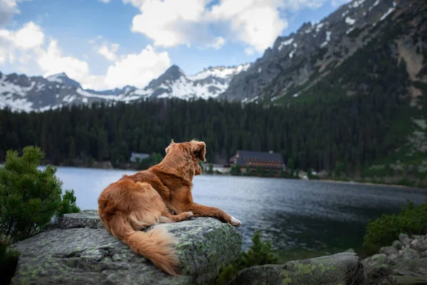 Perro Una Piedra Lago Montaña Viajando Con Una Mascota Rojo —  Fotos de Stock