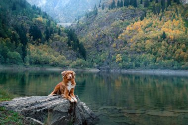 Sonbaharda bir dağ gölündeki taşın üzerindeki köpek. Bir evcil hayvanla seyahat etmek. Kırmızı Nova Scotia Duck Tolling Retriever doğa arka planında