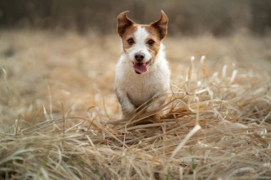 Köpek tarlada koşar. Doğada aktif bir hayvan. Küçük Jack Russell Terrier hareketi, hareket