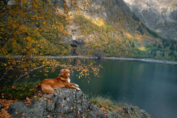 Cão Uma Pedra Lago Montanha Outono Viajar Com Animal Estimação — Fotografia de Stock