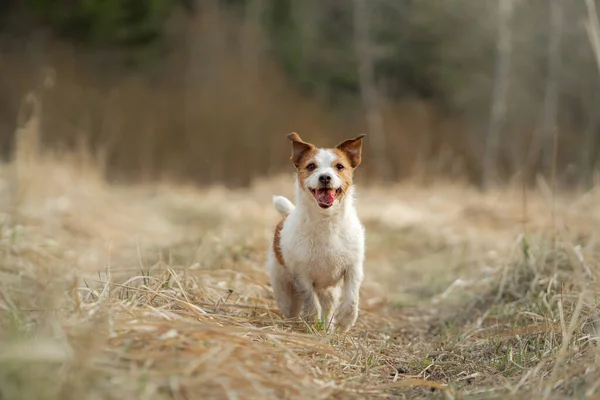 Dog Runs Field Active Pet Nature Little Jack Russell Terrier — Stock Photo, Image