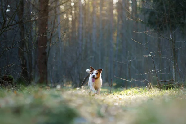 Cão Corre Floresta Animal Estimação Ativo Natureza Pequeno Jack Russell — Fotografia de Stock