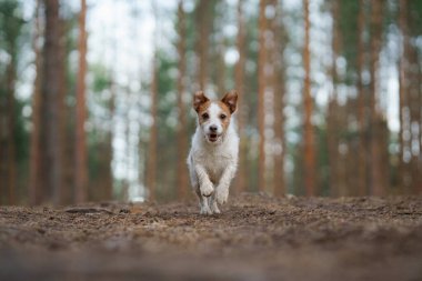 Köpek ormanda koşar. Doğada aktif bir hayvan. Küçük Jack Russell Terrier hareketi, hareket