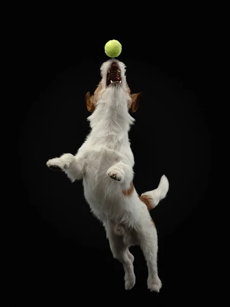 Perro Atrapa Pelota Activo Jack Russell Terrier Está Saltando Mascota —  Fotos de Stock