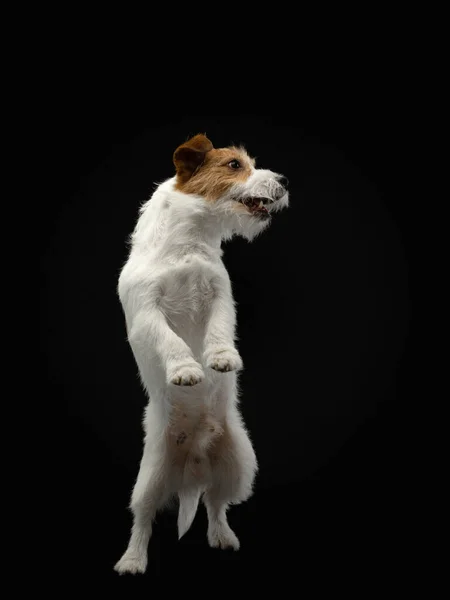 Dog Catches Ball Active Jack Russell Terrier Jumping Pet Black — Stock Photo, Image