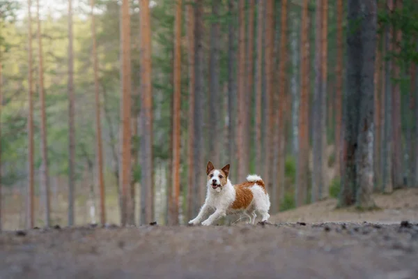 Chien Court Dans Forêt Animaux Actifs Dans Nature Petit Jack — Photo