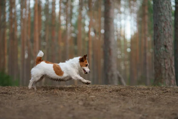 Pes Běhá Lese Aktivní Mazlíček Přírodě Malý Jack Russell Terrier — Stock fotografie