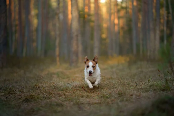 Pes Běhá Lese Aktivní Mazlíček Přírodě Malý Jack Russell Terrier — Stock fotografie