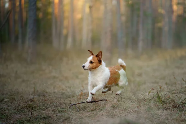 Hunden Springer Skogen Aktivt Husdjur Naturen Little Jack Russell Terrier — Stockfoto