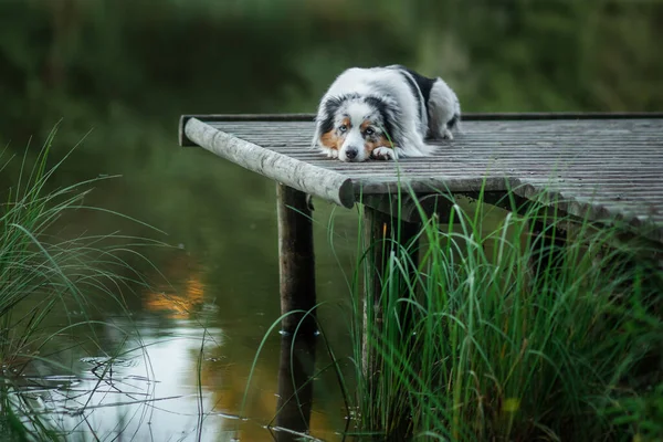 红狗躺在湖上的一座木桥上 水边的宠物 天然的澳大利亚牧羊犬 — 图库照片