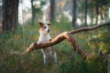 Ormandaki köpek. Jack Russell Terrier patilerini kütüğün üzerine koydu. - Evet. Doğada hayvan yürüyüşü