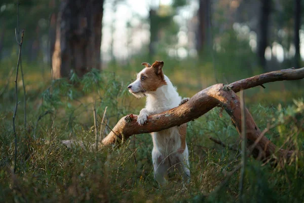 Kutya Erdőben Jack Russell Terrier Mancsot Tett Farönkre Igen Kisállat — Stock Fotó