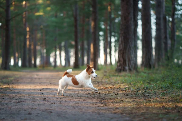 Cane Nella Foresta Jack Russell Terrier Corre Salta Passeggiata Degli — Foto Stock